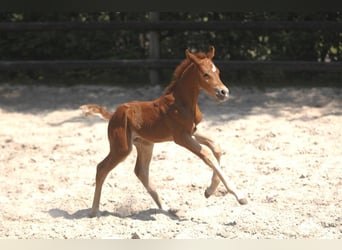 Poni alemán, Semental, Potro (05/2023), 148 cm, Alazán-tostado