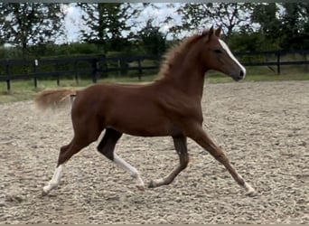 Poni alemán, Semental, Potro (05/2024), 148 cm, Alazán-tostado