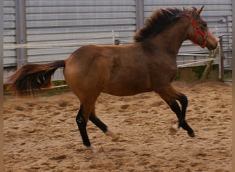 Poni alemán, Semental, Potro (02/2024), 148 cm, Bayo