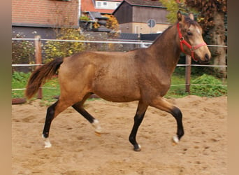 Poni alemán, Semental, Potro (02/2024), 148 cm, Bayo