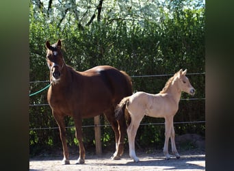 Poni alemán, Semental, Potro (04/2026), 148 cm, Bayo