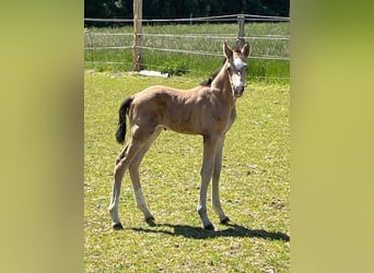 Poni alemán, Semental, Potro (05/2023), 148 cm, Buckskin/Bayo