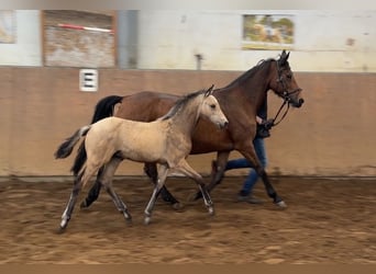 Poni alemán, Semental, Potro (01/2026), 148 cm, Buckskin/Bayo