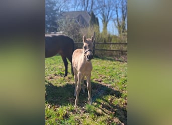 Poni alemán, Semental, Potro (03/2026), 148 cm, Buckskin/Bayo