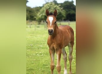 Poni alemán, Semental, Potro (05/2025), 148 cm, Castaño rojizo