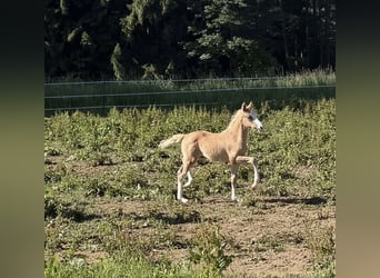 Poni alemán, Semental, Potro (04/2026), 148 cm, Palomino