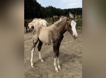 Poni alemán, Semental, Potro (04/2026), 148 cm, Palomino
