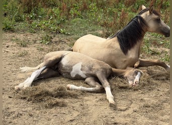 Poni alemán, Semental, Potro (04/2026), 148 cm, Palomino