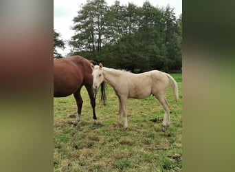 Poni alemán, Semental, Potro (05/2024), 148 cm, Palomino