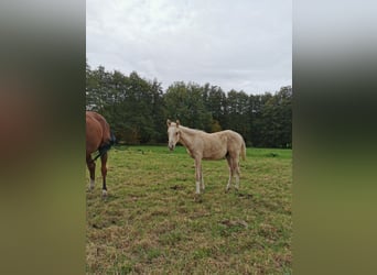 Poni alemán, Semental, Potro (05/2024), 148 cm, Palomino