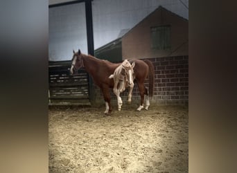 Poni alemán, Semental, Potro (04/2026), 148 cm, Palomino