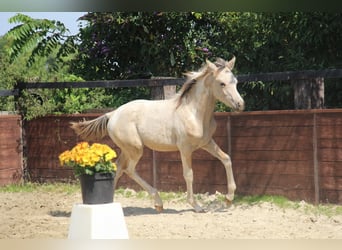 Poni alemán, Semental, Potro (03/2025), 148 cm, Pío