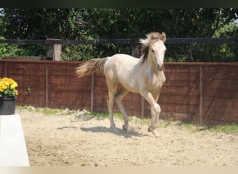 Poni alemán, Semental, Potro (03/2025), 148 cm, Pío