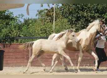 Poni alemán, Semental, Potro (03/2025), 148 cm, Pío