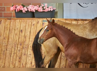 Poni alemán, Semental, Potro (04/2026), Alazán