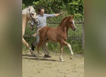 Poni alemán, Semental, Potro (04/2026), Alazán