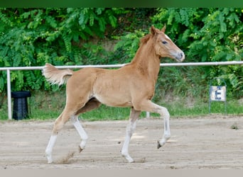 Poni alemán, Semental, Potro (04/2026), Alazán