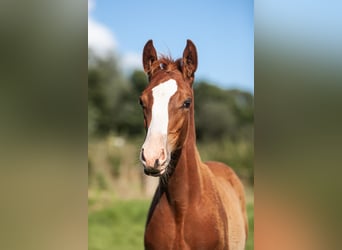 Poni alemán, Semental, Potro (01/2025), Alazán-tostado