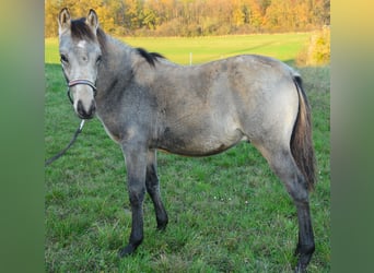 Poni alemán, Semental, Potro (04/2024), Buckskin/Bayo