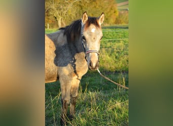 Poni alemán, Semental, Potro (04/2024), Buckskin/Bayo