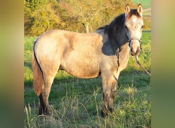 Poni alemán, Semental, Potro (04/2024), Buckskin/Bayo