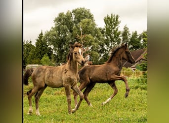 Poni alemán, Semental, Potro (01/2026), Buckskin/Bayo