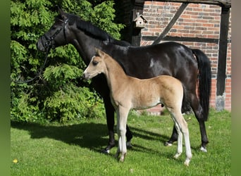 Poni alemán, Semental, Potro (04/2026), Buckskin/Bayo