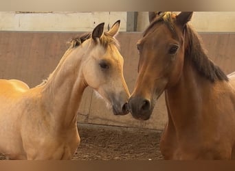 Poni alemán, Semental, Potro (03/2026), Buckskin/Bayo