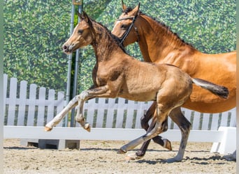 Poni alemán, Semental, Potro (05/2026), Buckskin/Bayo