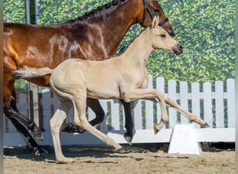 Poni alemán, Semental, Potro (06/2026), Buckskin/Bayo