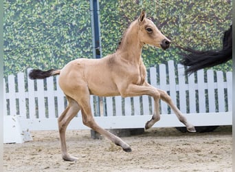 Poni alemán, Semental, Potro (06/2026), Buckskin/Bayo