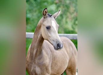 Poni alemán, Semental, Potro (01/2026), Buckskin/Bayo