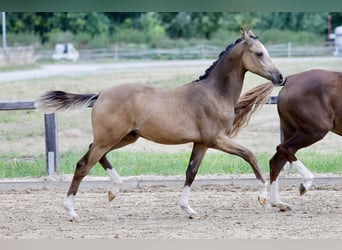 Poni alemán, Semental, Potro (01/2026), Buckskin/Bayo