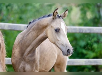 Poni alemán, Semental, Potro (01/2026), Buckskin/Bayo