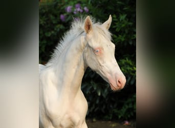 Poni alemán, Semental, Potro (03/2026), Cremello
