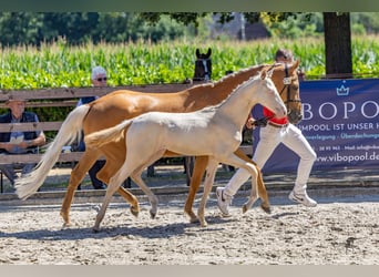 Poni alemán, Semental, Potro (03/2026), Cremello