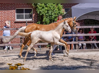 Poni alemán, Semental, Potro (03/2026), Cremello