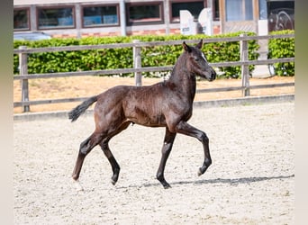 Poni alemán, Semental, , Musgo