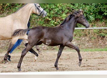 Poni alemán, Semental, Potro (01/2026), Negro