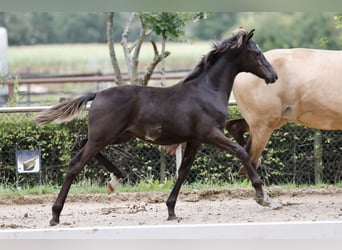 Poni alemán, Semental, Potro (01/2026), Negro