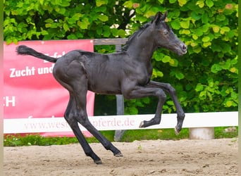 Poni alemán, Semental, Potro (05/2026), Negro