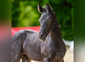 Poni alemán, Semental, Potro (05/2026), Negro