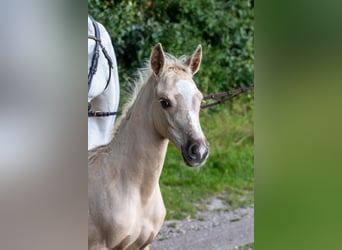 Poni alemán, Semental, Potro (06/2024), Palomino