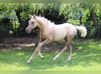 Poni alemán, Semental, Potro (04/2026), Palomino