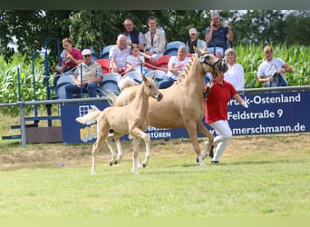 Poni alemán, Semental, Potro (05/2026), Palomino