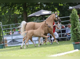Poni alemán, Semental, Potro (05/2026), Palomino