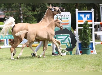 Poni alemán, Semental, Potro (05/2026), Palomino