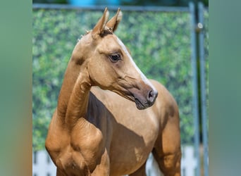 Poni alemán, Semental, Potro (03/2026), Palomino