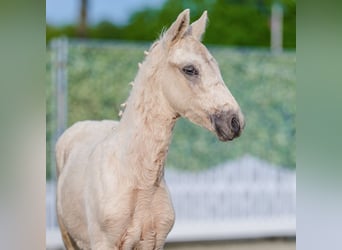 Poni alemán, Semental, Potro (03/2026), Palomino