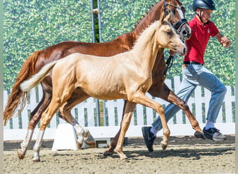 Poni alemán, Semental, Potro (03/2026), Palomino